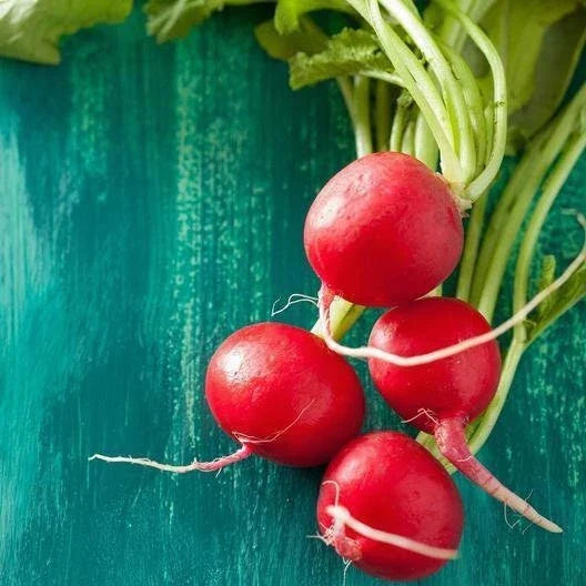 Champion Radish Seeds - Non-GMO Heirloom - Raphanus sativus - Premium 200 Seeds for Fast Harvest in Home Gardens