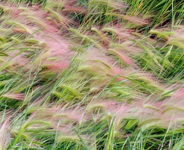 Foxtail Barley Seeds - 25+ Count - Ornamental Grass - Hordeum Jubatum - USA Grown, Drought-Tolerant Garden Plant