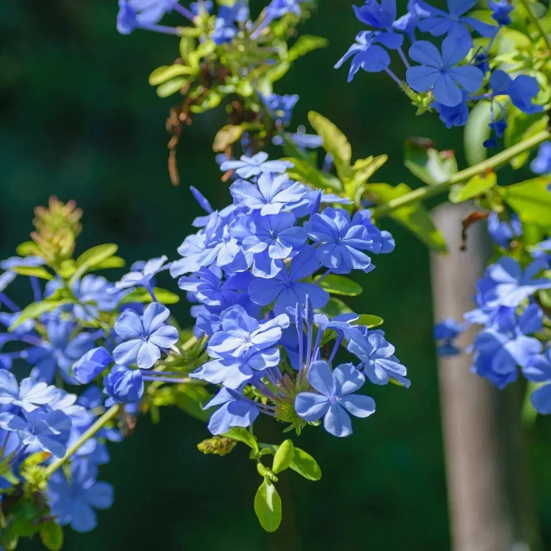 Plumbago Plants 4" Pots - 2-Pack Live Blue Flowering Shrubs - Plumbago auriculata