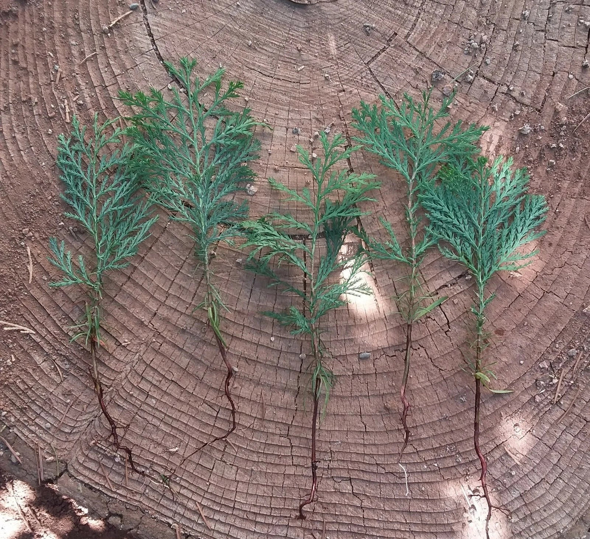 Incense Cedar Tree Seedlings - 5 Pack Live Bare Root Plants - Calocedrus decurrens - Hardy Evergreen for Landscaping