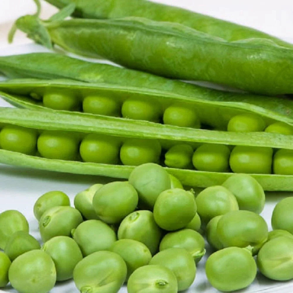 Cascadia Pea Seeds - Non-GMO Heirloom Garden Seeds (Pisum sativum) - Compact, High-Yield, Fresh Green Pods - 50 Seeds