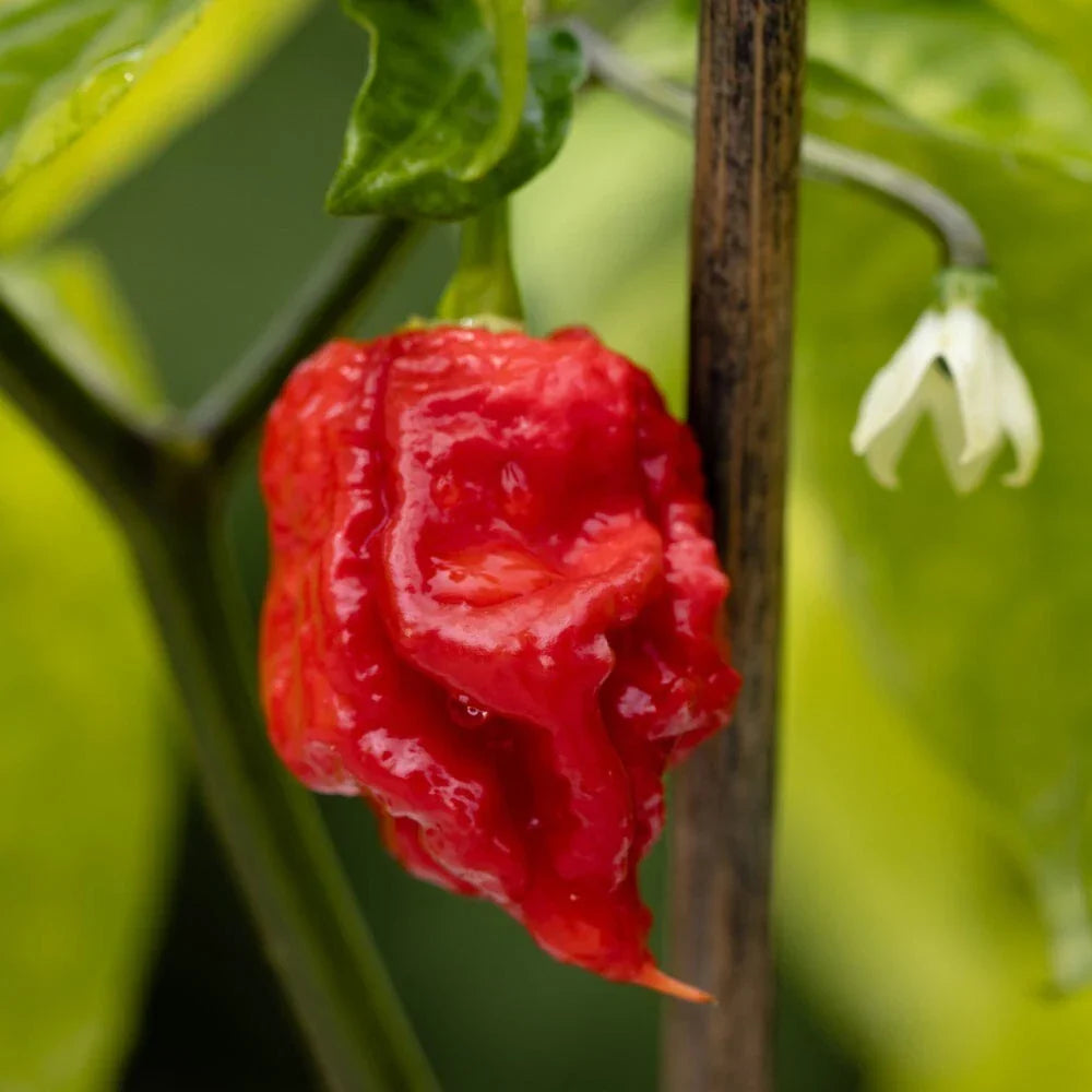 Live Carolina Reaper Pepper Plants, 2 in 1 Pot, Super Hot Pepper, Capsicum chinense, Perfect for Gardens and Pots