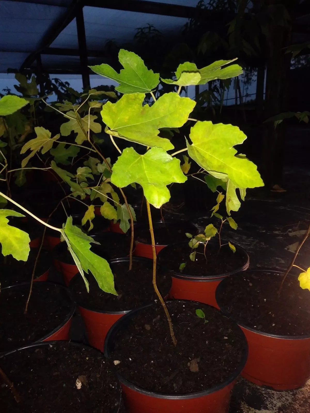 Ficus Brown Turkey Fig Tree Starter Plant 5-8" Cold Hardy Ficus carica 'Brown Turkey' Edible Fruit Green Foliage