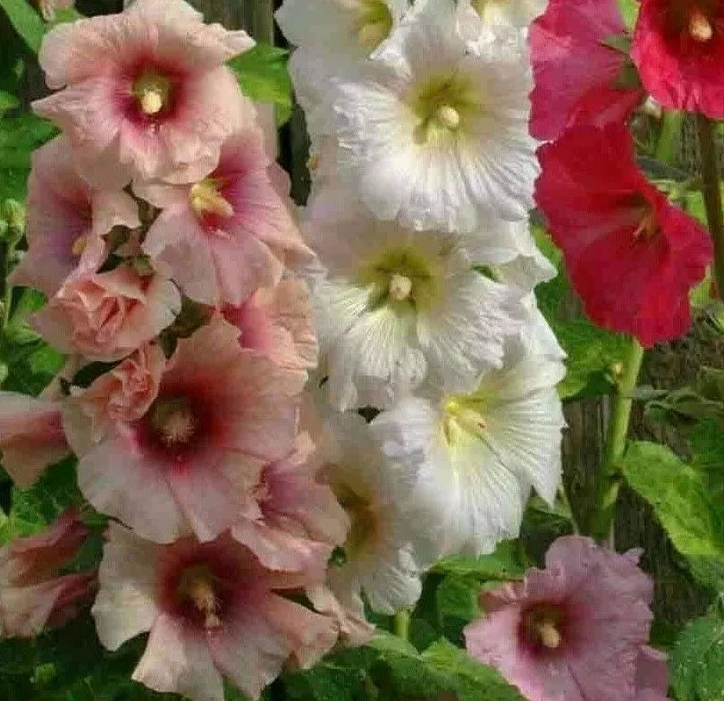 Hollyhock Flower Seeds - 30+ Summer Carnival Mix Perennial Alcea rosea - Easy to Grow for Vibrant Garden Blooms