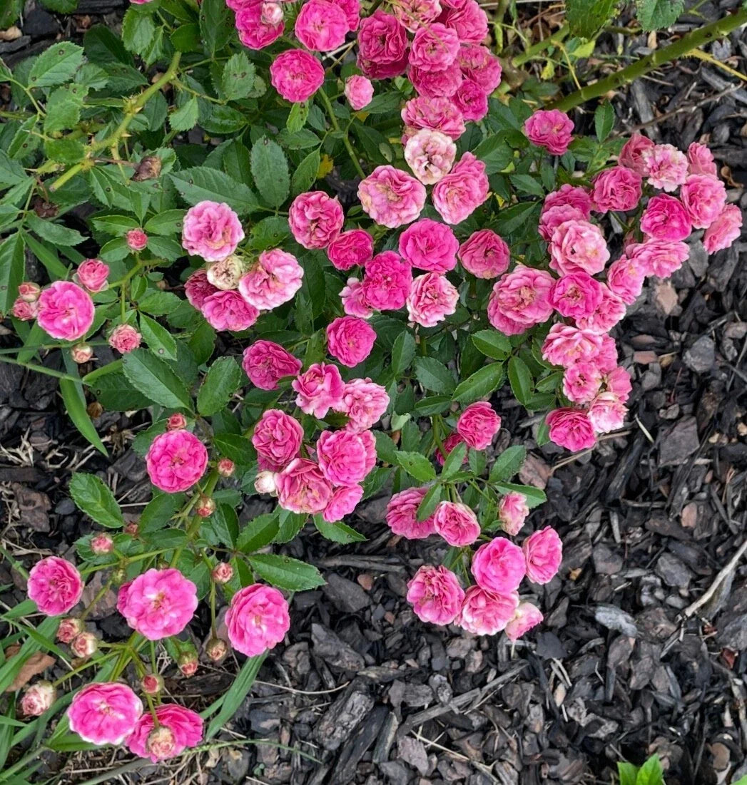 Kendyl Marie Polyantha Rose Cuttings - Live Flower Plant Cuttings - 4 Shrub Cuttings - Rosa 'Kendyl Marie'