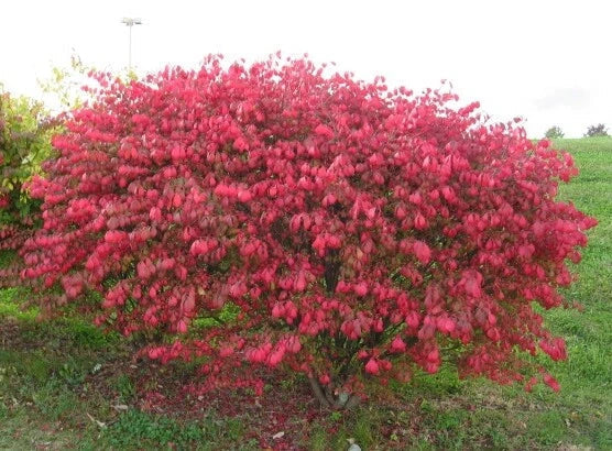 Dwarf Burning Bush Saplings - 3 Bare Root Hardy Shrubs for Privacy Hedge - Euonymus alatus 'Compactus' - Red Fall Foliage