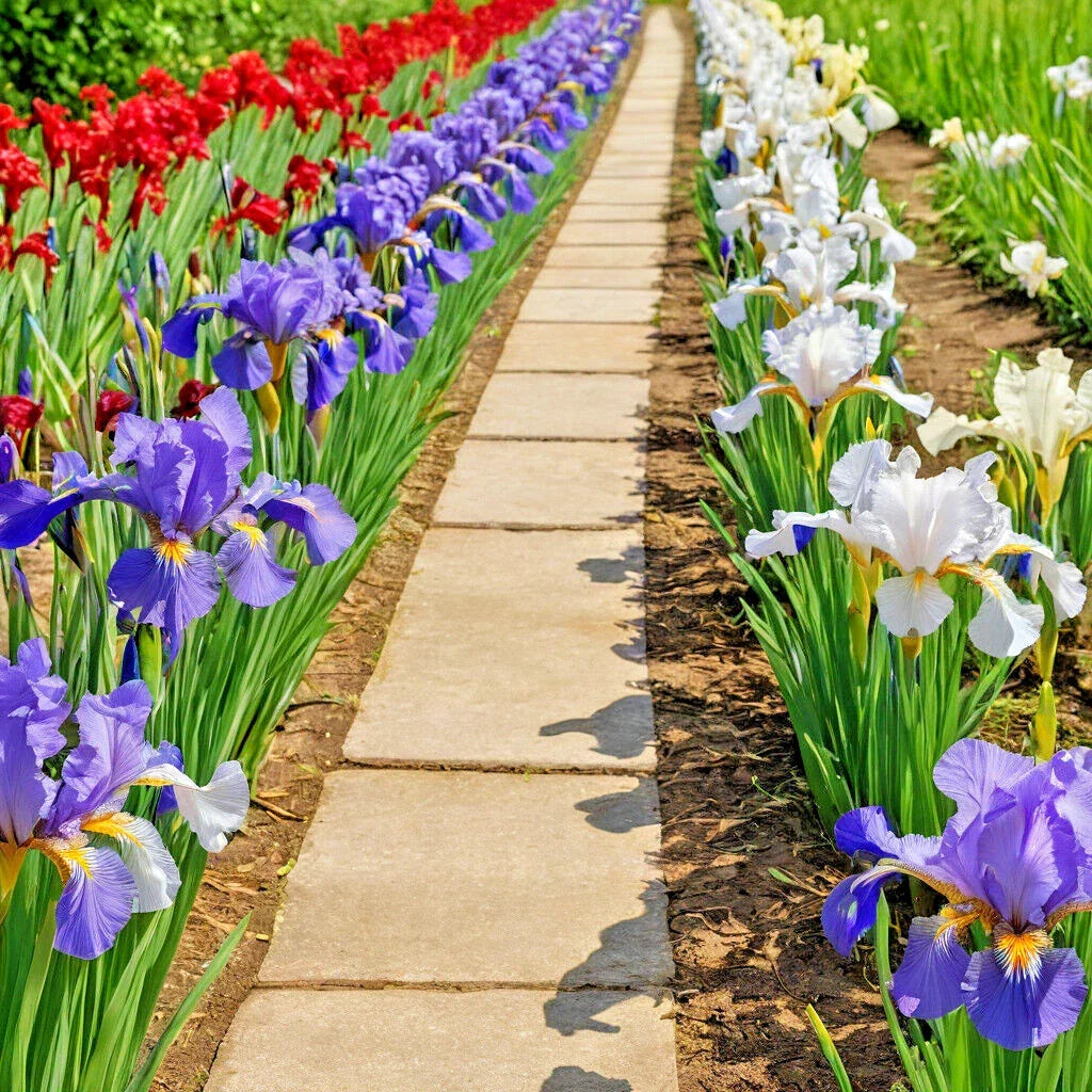Iris Flower Seeds - 30+ Colorful Mix - Purple, White, Red, Blue - Iris siberica - Perennial Garden Seeds