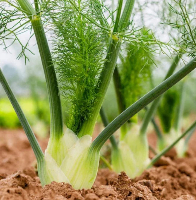 Fennel Seeds 200 Count, Florence Herb, Non-GMO, Perennial Host for Swallowtail Butterflies, Foeniculum vulgare var. dulce