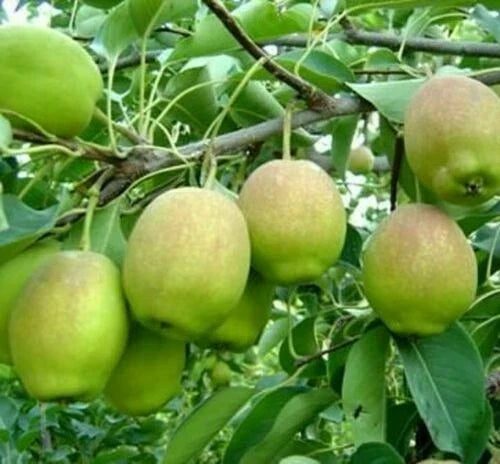 Hosui Sand Pear Seeds - Pyrus pyrifolia - Asian Korla Rose Edible Fruit Tree Seeds - Fragrant Pear Variety