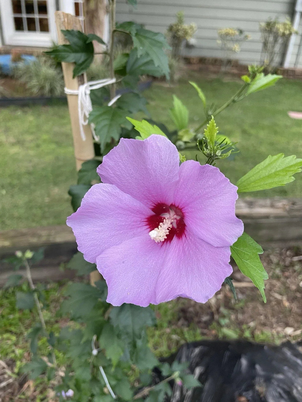 Rose of Sharon Hibiscus Plant 12”+ Solid Purple Flowers Hibiscus syriacus - Live Bare Root Perennial for Garden