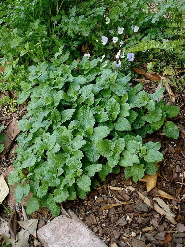 Lemon Balm Live Plant - 10 Well-Rooted Fresh Herbs - Melissa officinalis - Non-GMO for Culinary and Tea Use