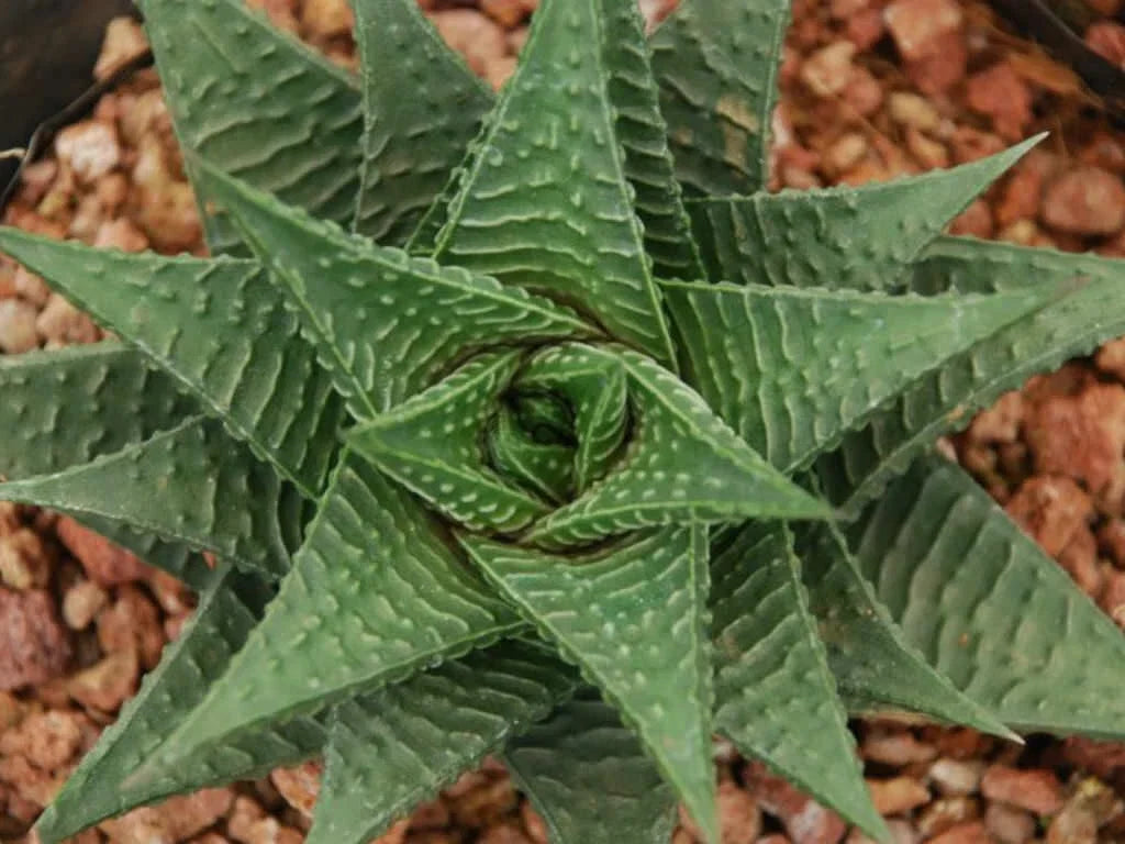 Gasteria Limifolia Plant 4" Pot - Fairy Washboard Succulent - Indoor Houseplant - Easy Care Gasteria limifolia