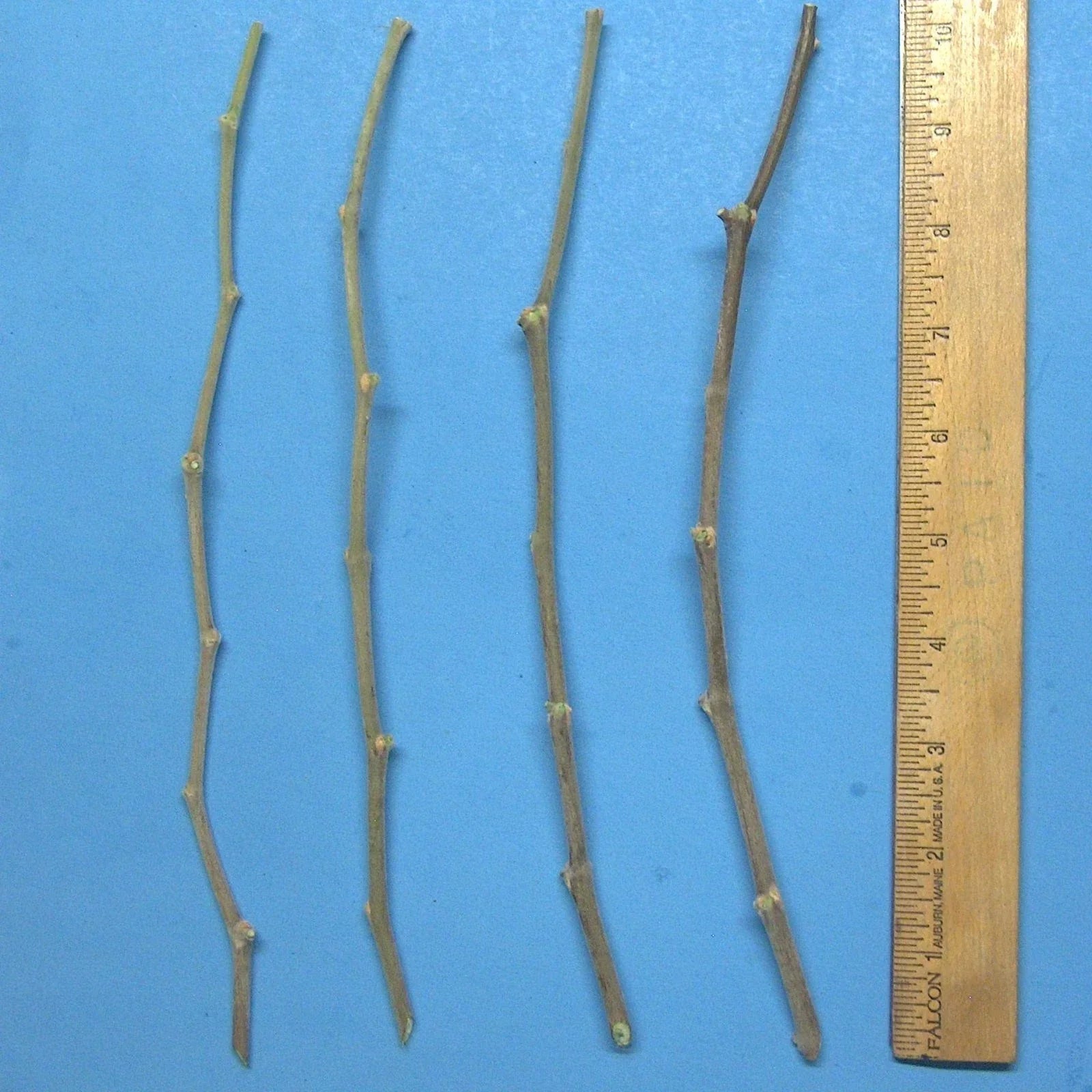 Jujube Tree Cuttings 10" Wild Rootstock for Taiwan/Thai/Indian Varieties Ziziphus jujuba - 4 Premium Planting Cuttings