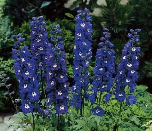 Delphinium Seeds - Magic Fountain Series - Dark Blue - Delphinium elatum - Perennial Flowering Plant for Garden
