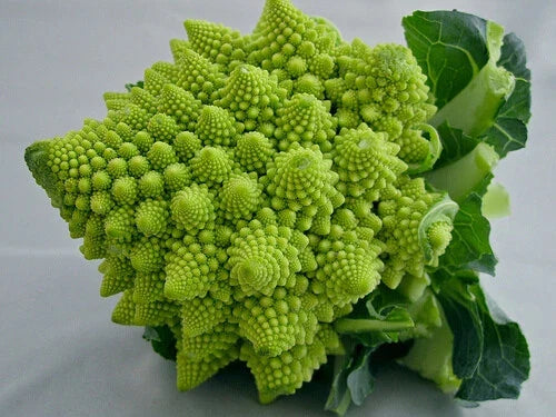 Romanesco Broccoli Seeds - 100 to 1000 Seeds - Fractal Natalino Brocoflower - Brassica oleracea var. botrytis - Rare Variety