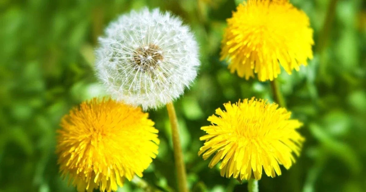 Dandelion Seeds Bulk Pack 500+ Organic Taraxacum officinale Wildflower Gardening Non-GMO Pollinator Friendly
