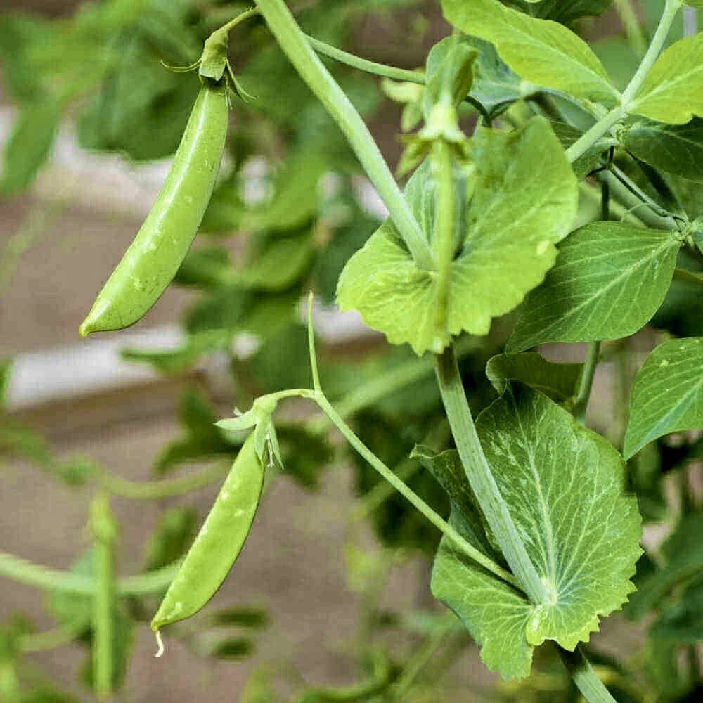 Sugar Snap Pea Seeds - 30 Heirloom Non-GMO Pods - Pisum sativum - Ideal for Vegetable Garden, Fresh Eating, and Cooking