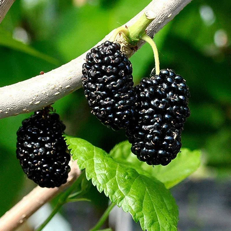 Organic Black Mulberry Cuttings Bundle, 10 Total (7 + 3 Bonus), Morus nigra, Perfect for Plant Propagation and Home Gardens