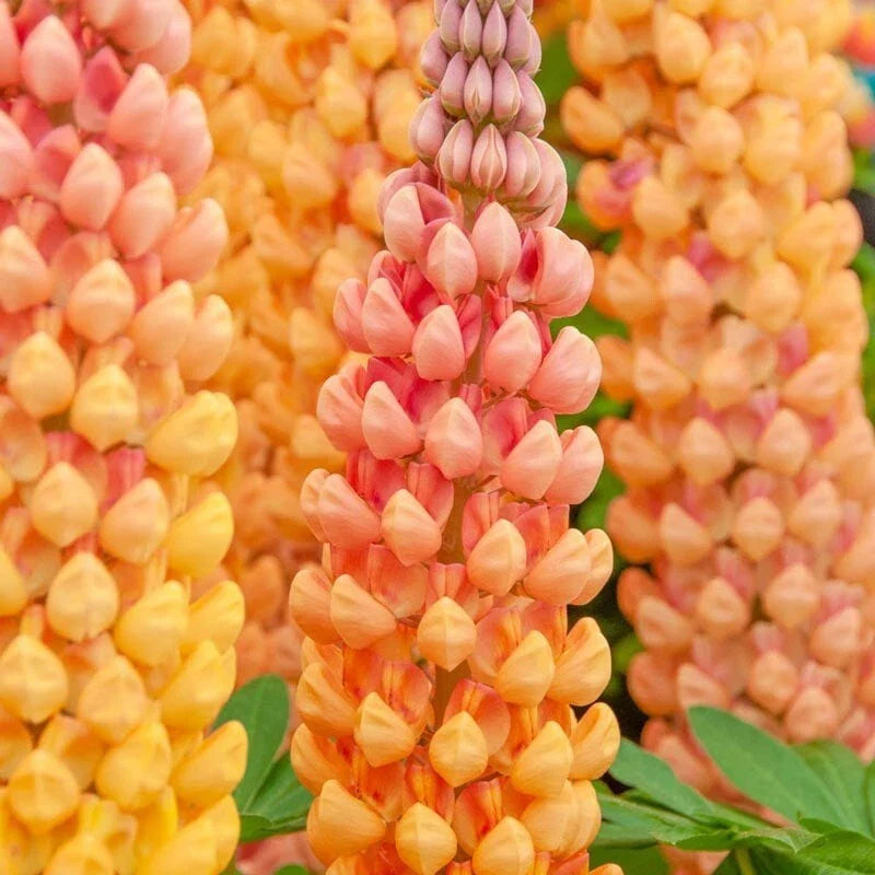 Salmon Star Lupine Seeds - 25 Perennial Flower Seeds - Lupinus polyphyllus - Hardy Summer Blooms - Attracts Pollinators