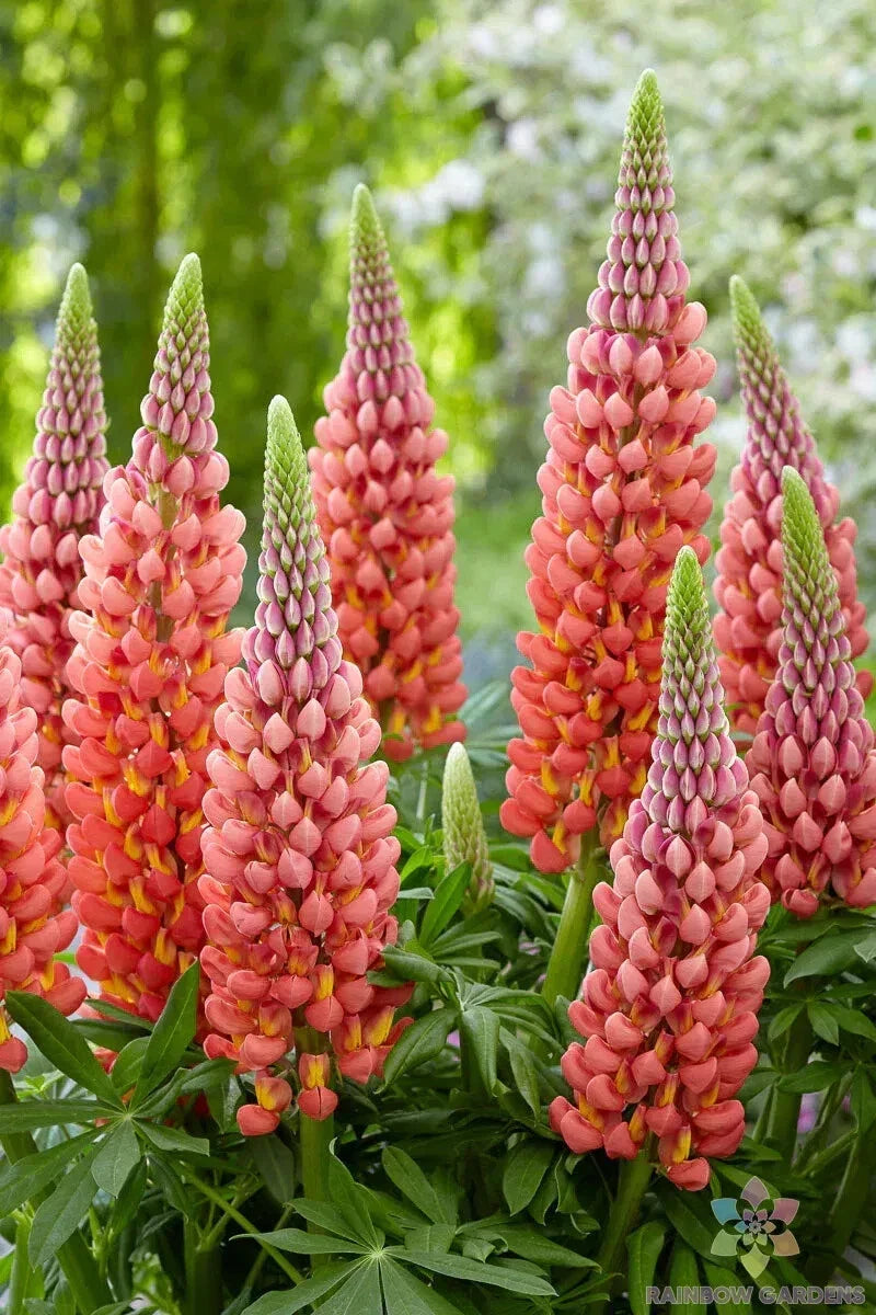 Towering Inferno Lupine Seeds - 25+ Pack - Vibrant Red & Orange Blooms - Lupinus polyphyllus - USA Shipping Available