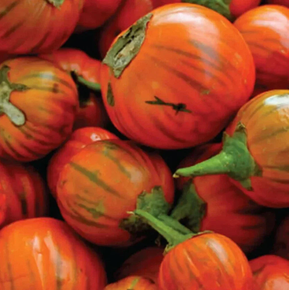 Turkish Orange Eggplant Seeds 50+ Count, Solanum melongena, Asian Culinary Vegetable Garden