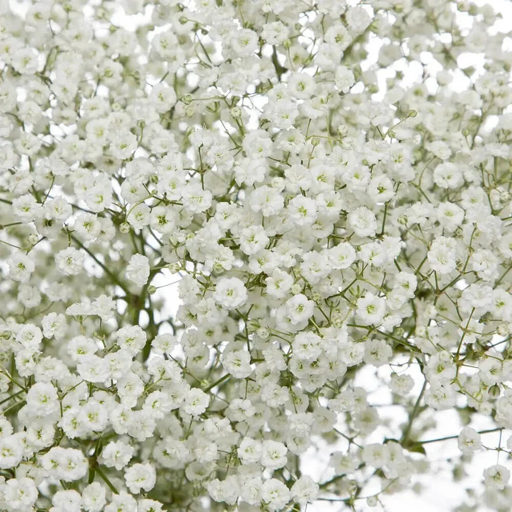 Baby's Breath Seeds | 300-6,000 Non-GMO | Gypsophila elegans | Perfect for Gardens & Bouquets
