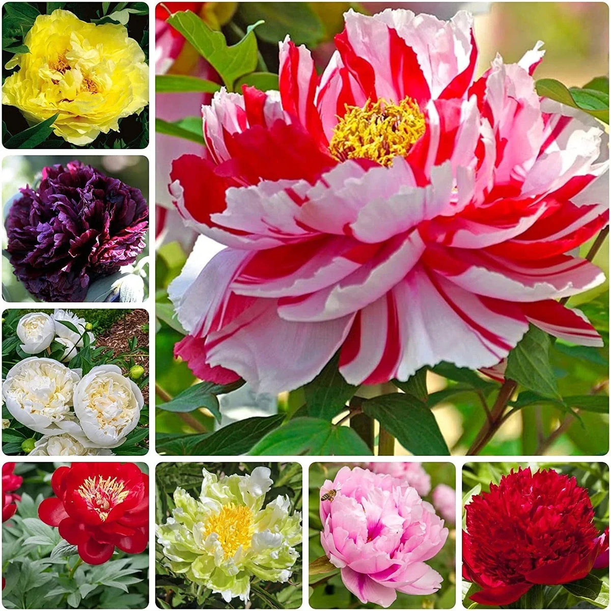 Peony Seeds - 15 Seeds - Mixed Colors for Bonsai & Container Gardening - Paeonia spp. - Low Maintenance & Fragrant Blooms