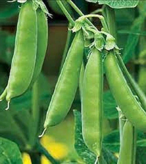 Organic Sugar Snap Peas Seeds - Heirloom Non-GMO - 50 Pack - Pisum sativum var. macrocarpon - Tender, Delicious Garden Variety