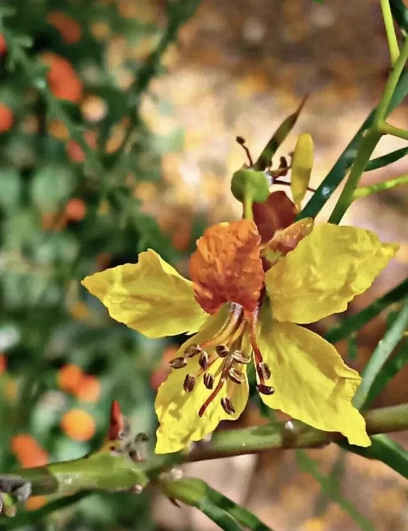 Mexican Palo Verde Seeds - 10 Pack - Parkinsonia Aculeata - Drought-Tolerant Jerusalem Thorn for Xeriscaping and Landscaping