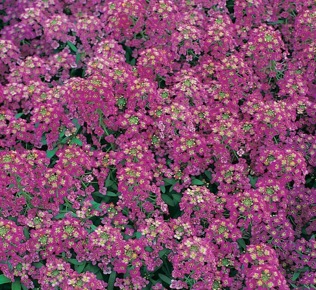 Alyssum Seeds 1500+ Royal Carpet Purple Flower Annual Lobularia maritima - Bee-Friendly Garden Ground Cover