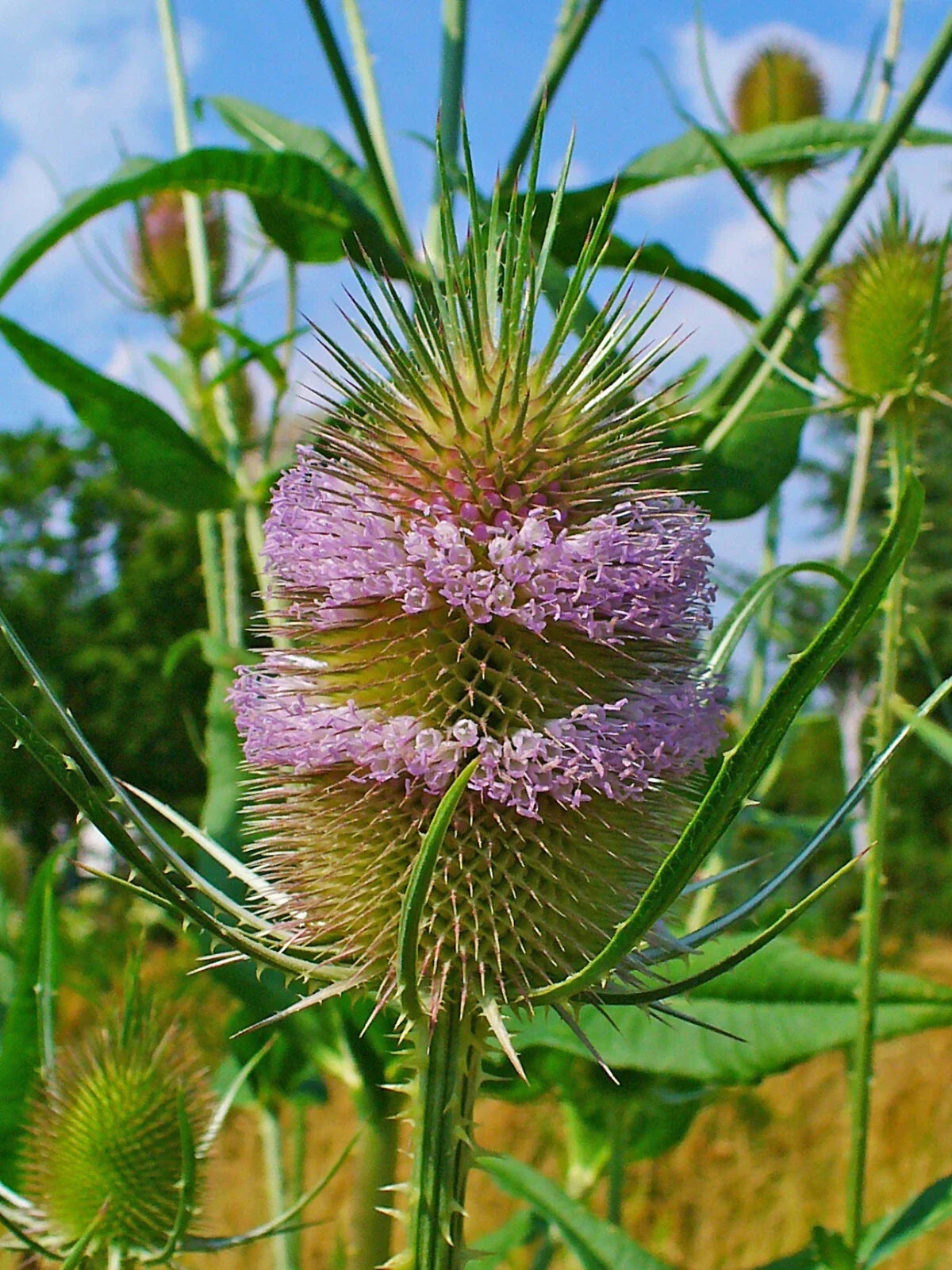 Purple Teasel Seeds 100 Count - Dipsacus fullonum - Perennial Wildflower for Garden - Attracts Pollinators, Drought Tolerant