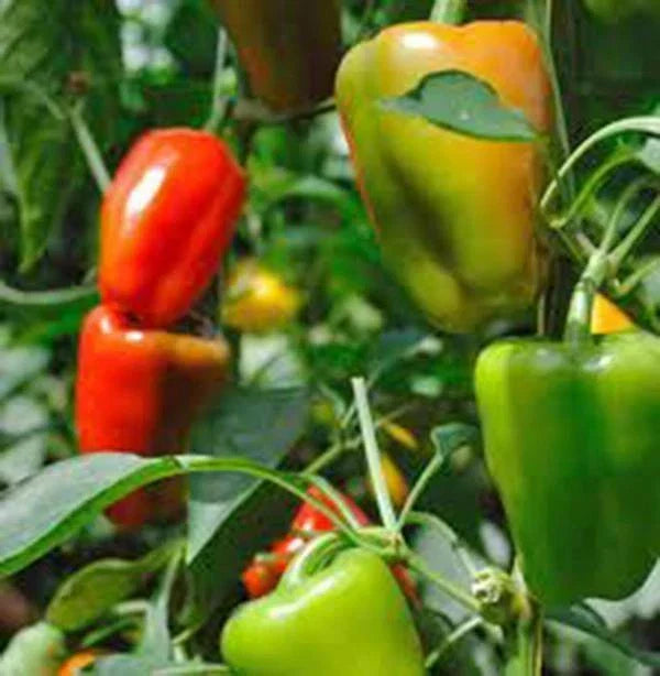 California Wonder Bell Pepper Seeds - Heirloom 20+ Seeds - Large Fruit - Capsicum annuum - Non-GMO Gardening Supplies