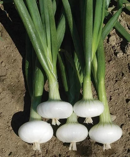 Cipollini Onion Seeds - 200+ Organic Heirloom Yellow Sweet - Allium cepa - Non-GMO for Home Gardening & Culinary Use