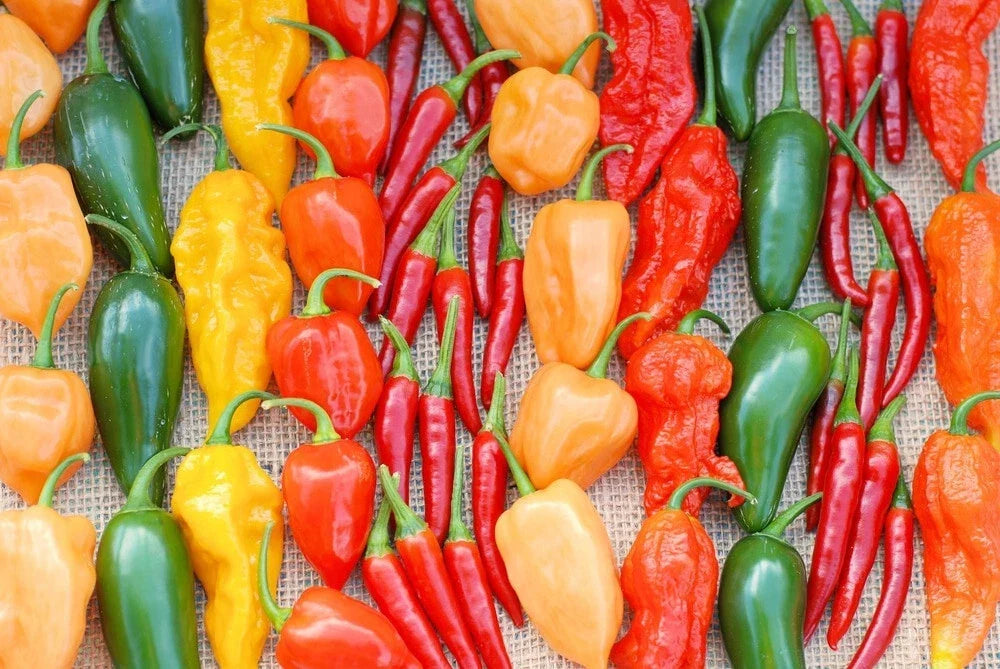 Hot Pepper Seeds Mix 1000 Seeds Multi-Color Habanero Jalapeno Serrano Cayenne Capsicum annuum