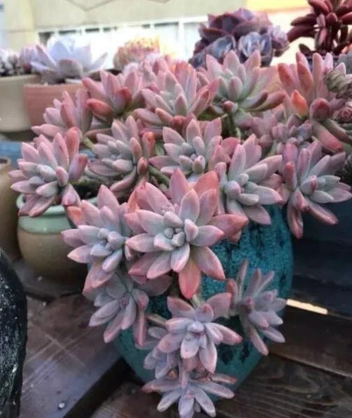Live Succulent Plant - Rooted Graptosedum 'Francesco Baldi' - Green and Red Variegation - Ideal for Indoor Decor - Drought Tolerant