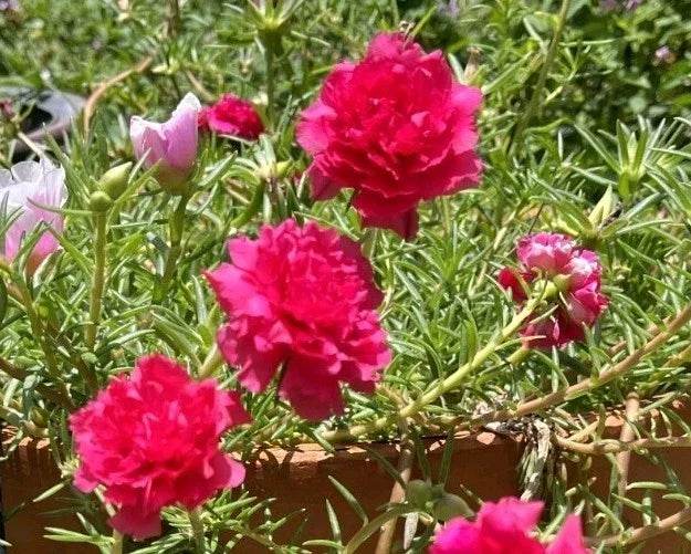 Hot Pink Double Bloom Cuttings - Portulaca Moss Rose - Fresh Cuttings - Portulaca grandiflora - US Seller