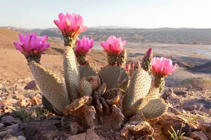 Beaver Tail Cactus 1 Pad with Pink Flowers - Opuntia basilaris - Drought-Tolerant Succulent for Container Gardening