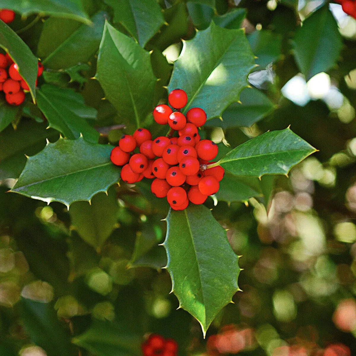 American Holly Cuttings 15+ Unrooted Organic Evergreen Ilex opaca Wildlife Attractant Fragrant Flowers Showy Fruits 5-8 Inches
