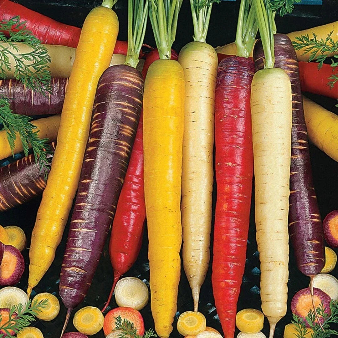 Rainbow Blend Carrot Seeds 300+ Count Non-GMO Vegetable Garden Mix Daucus carota - Colorful Purple Orange Yellow White Carrots