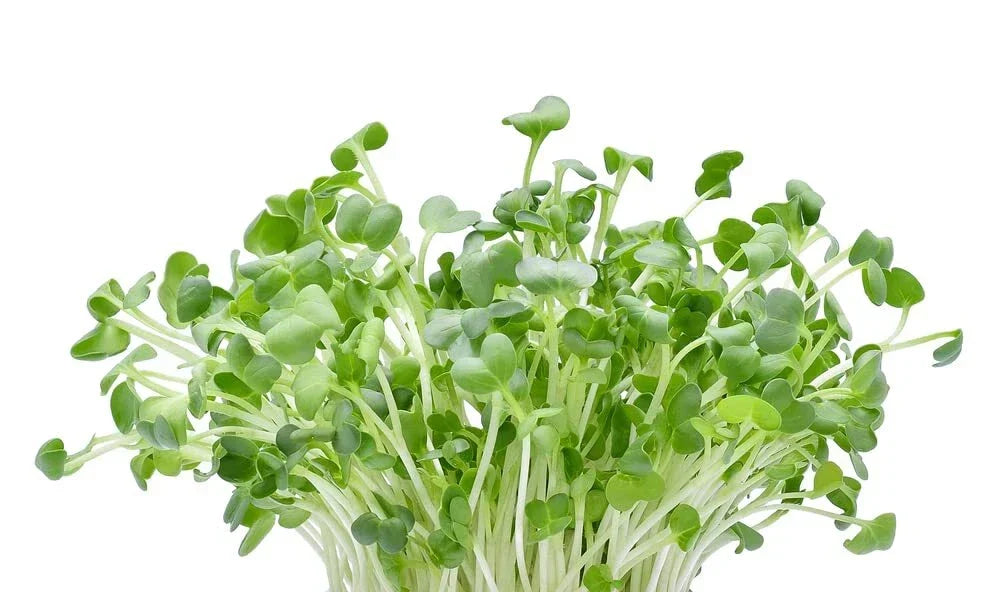 Alfalfa Microgreens Seeds - 250 Seeds - Fast Growing, Nutritious Medicago sativa - Easy Indoor Outdoor Gardening