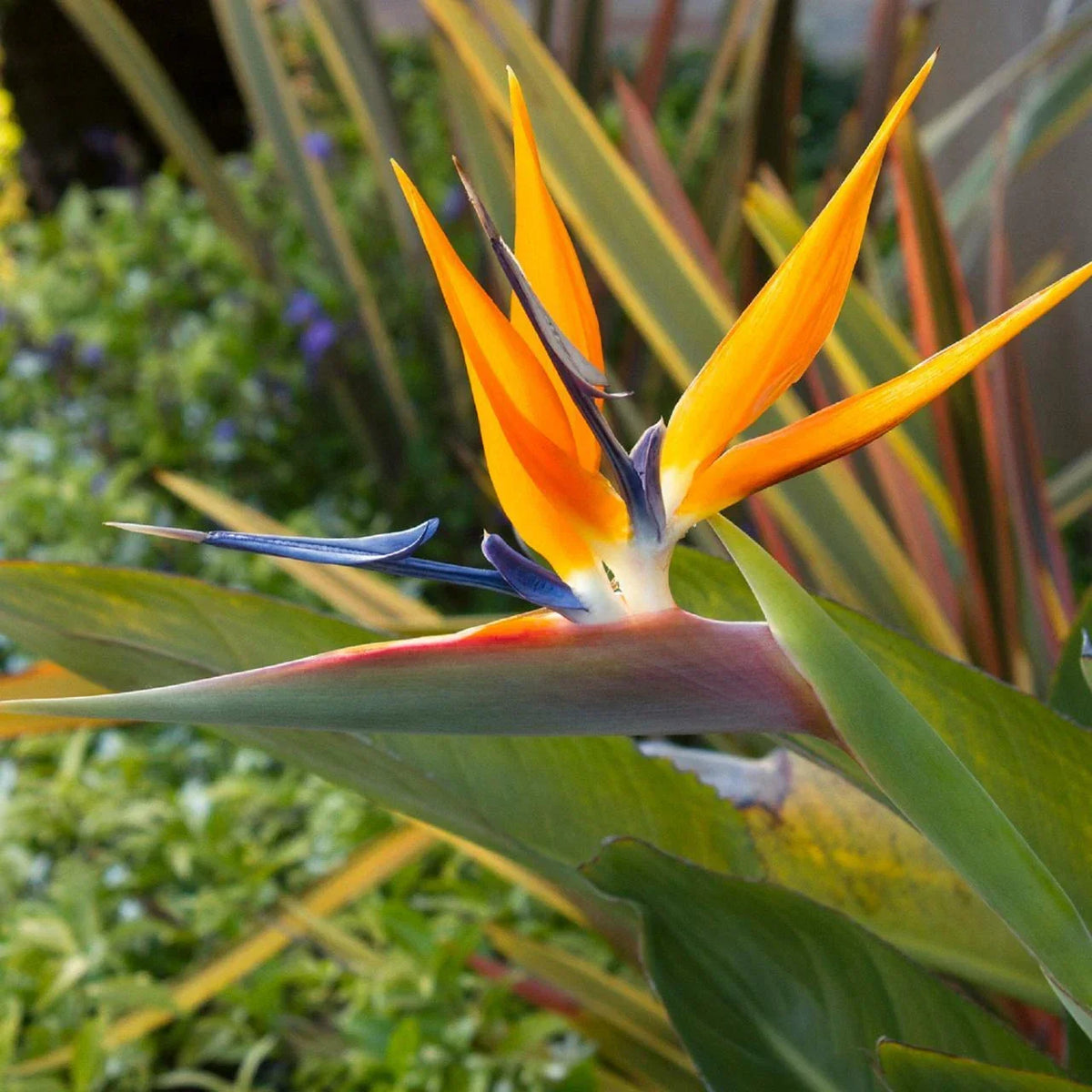 Live Organic Bird of Paradise Plant 14in Orange Flower Strelitzia reginae USA Grown Tropical Indoor Outdoor Decor