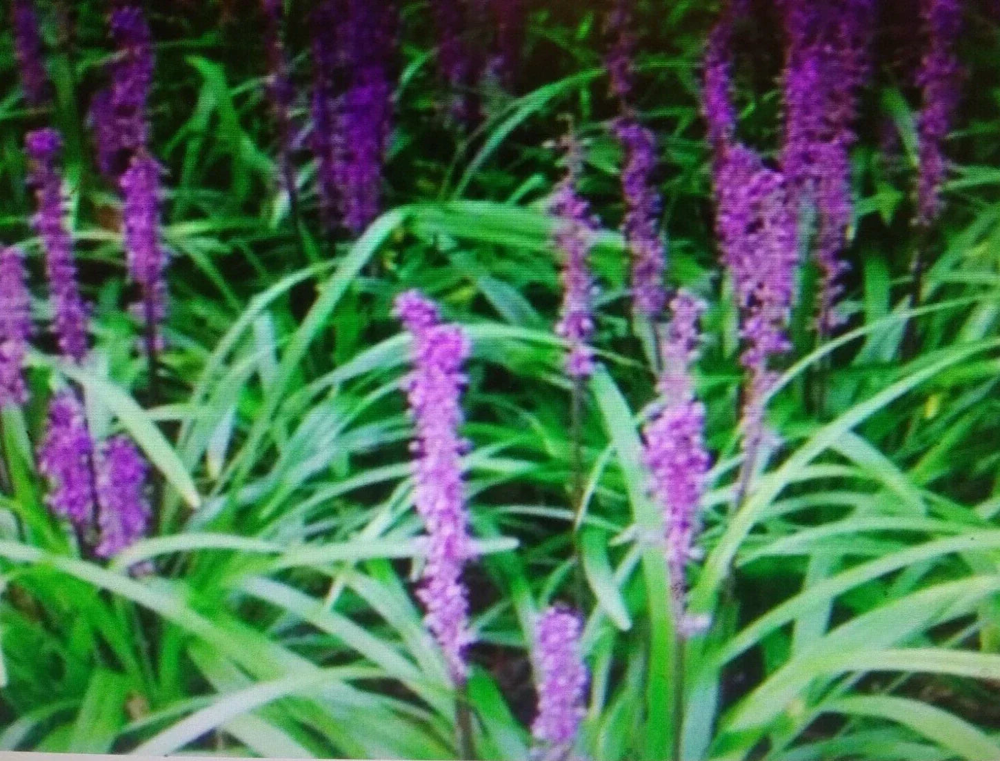 Liriope Plant Starter 4"-6" Monkey Grass Lilyturf Live Ground Cover (Liriope muscari) - Hardy Perennial for Garden