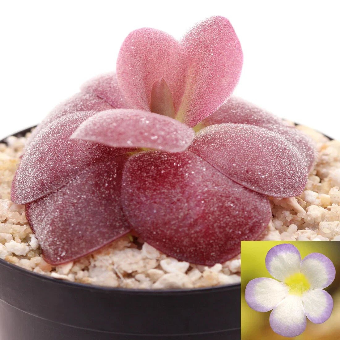 Carnivorous Plant ~1" Pinguicula agnata 'Red Leaf' Mexican Butterwort - Unique Red Leaf Indoor Plant for Pest Control