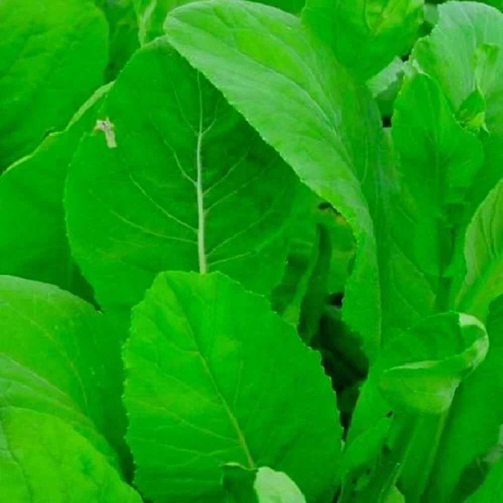 Tendergreen Mustard Spinach Seeds | NON-GMO Heirloom | Organic Brassica juncea | Fast-Growing Garden Seeds for Planting