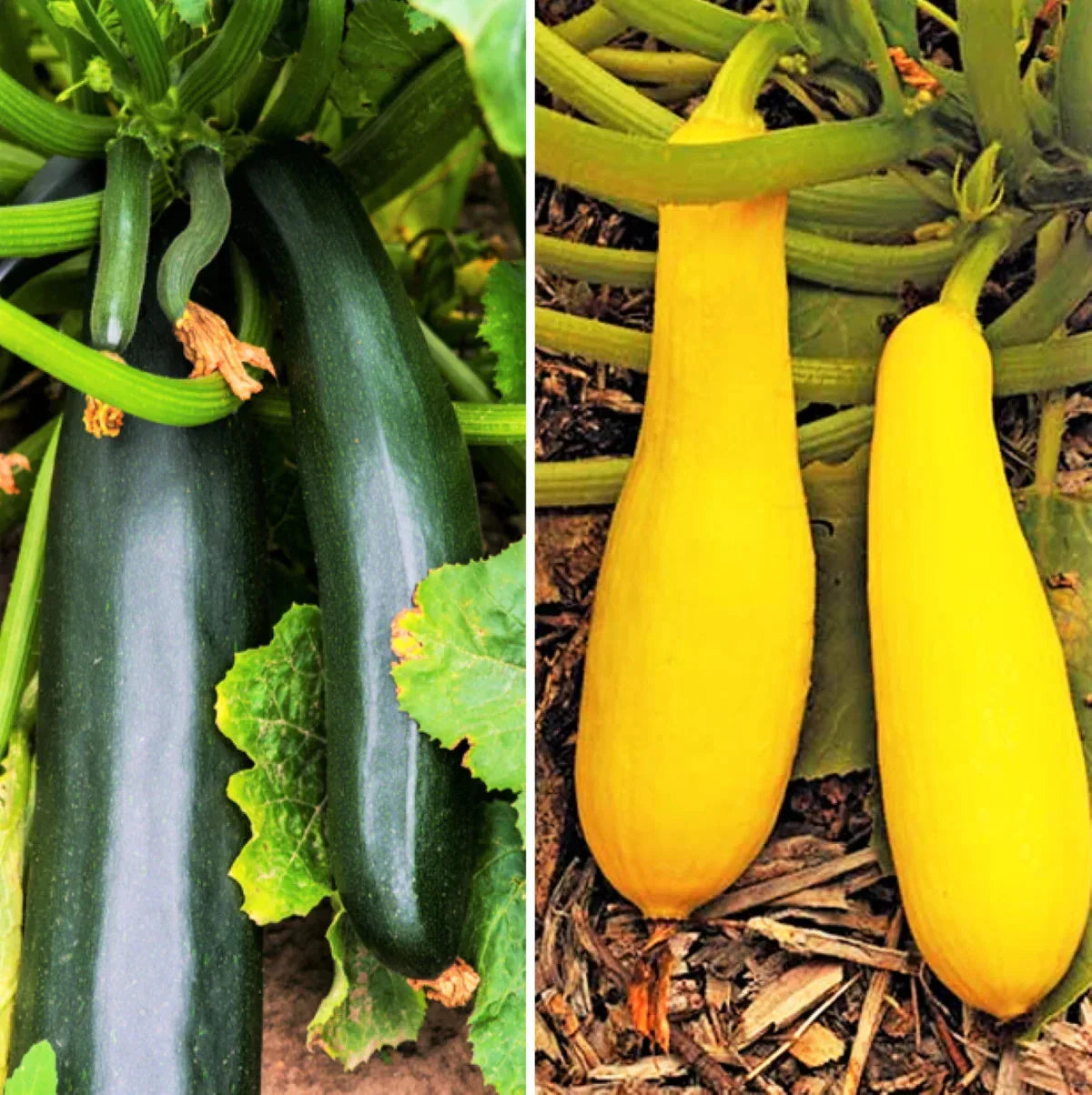 Black and Yellow Summer Squash Seeds Mix - 25 Seeds - Cucurbita pepo - Non-GMO Vegetable Garden Variety