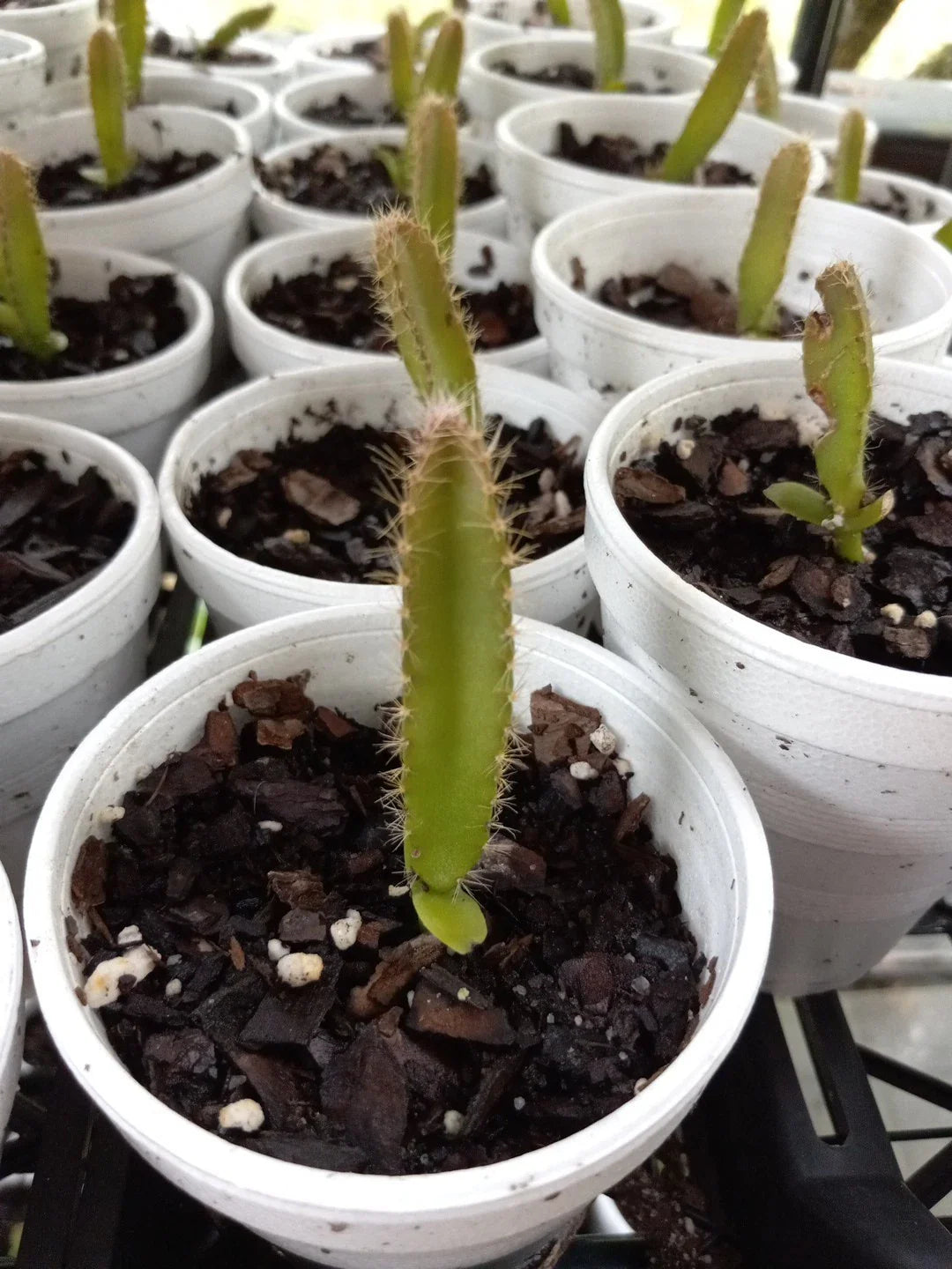 4 Rooted Dragon Fruit Seedlings, Red & Yellow Mix, Hylocereus undatus, Bare Roots, 3"-5" Tall, 2-Year-Old Plants