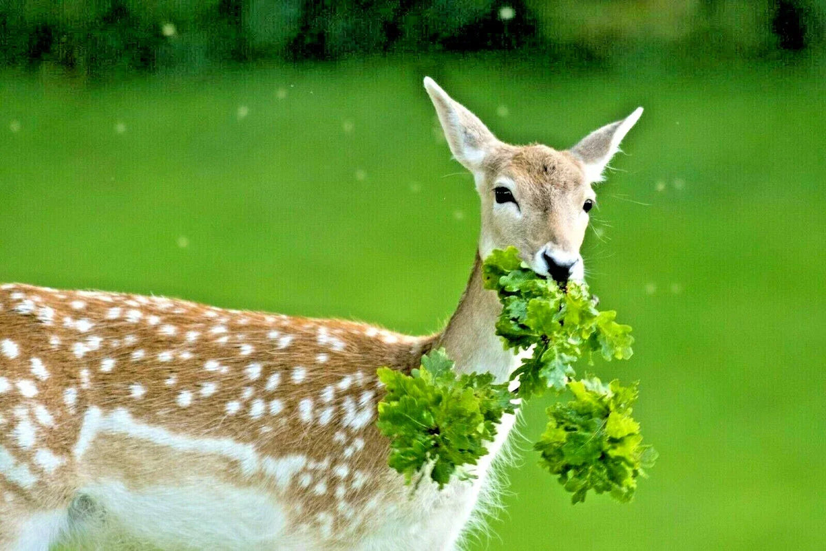 Deer Proof Wildflower Mix 1 OZ | 15 Native Annuals & Perennials | Pollinator Friendly | Non-GMO Seed Blend