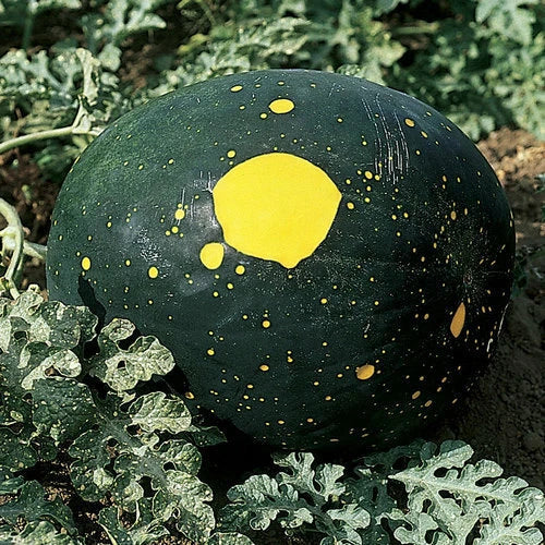 Moon & Stars Watermelon Seeds - Heirloom Non-GMO Red Variety - Citrullus lanatus - Packet of 10 Seeds for Home Gardens
