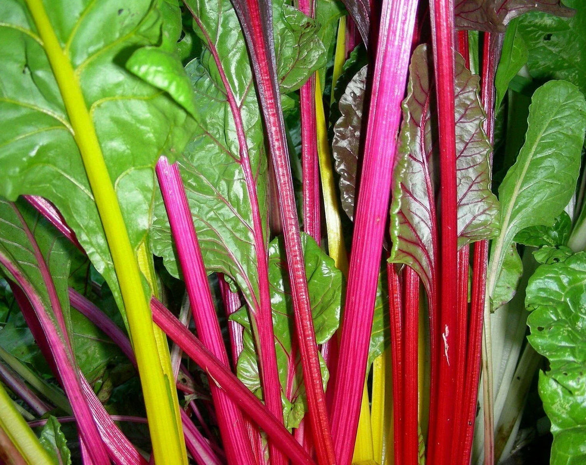 Rainbow Swiss Chard Seeds 100+ Heat Tolerant Vegetable Seeds Beta vulgaris var. cicla for Colorful Garden Greens