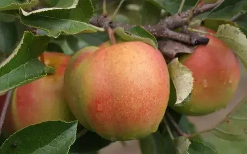 Shizuka Apple Seeds - 25+ Count - Malus domestica - Non-GMO Garden Seeds for Home Planting - Sweet Juicy Apples